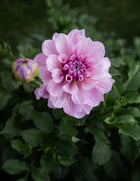 Dahlia Orchid Ice Petal Back Farm