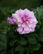 Dahlia Orchid Ice Petal Back Farm