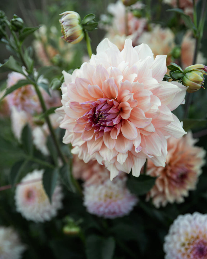 Dahlia Peach Bud (LIMIT 1)