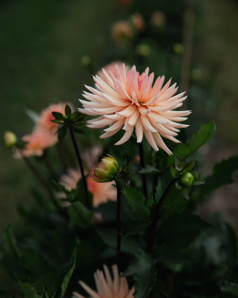 Dahlia Peach Fuzz