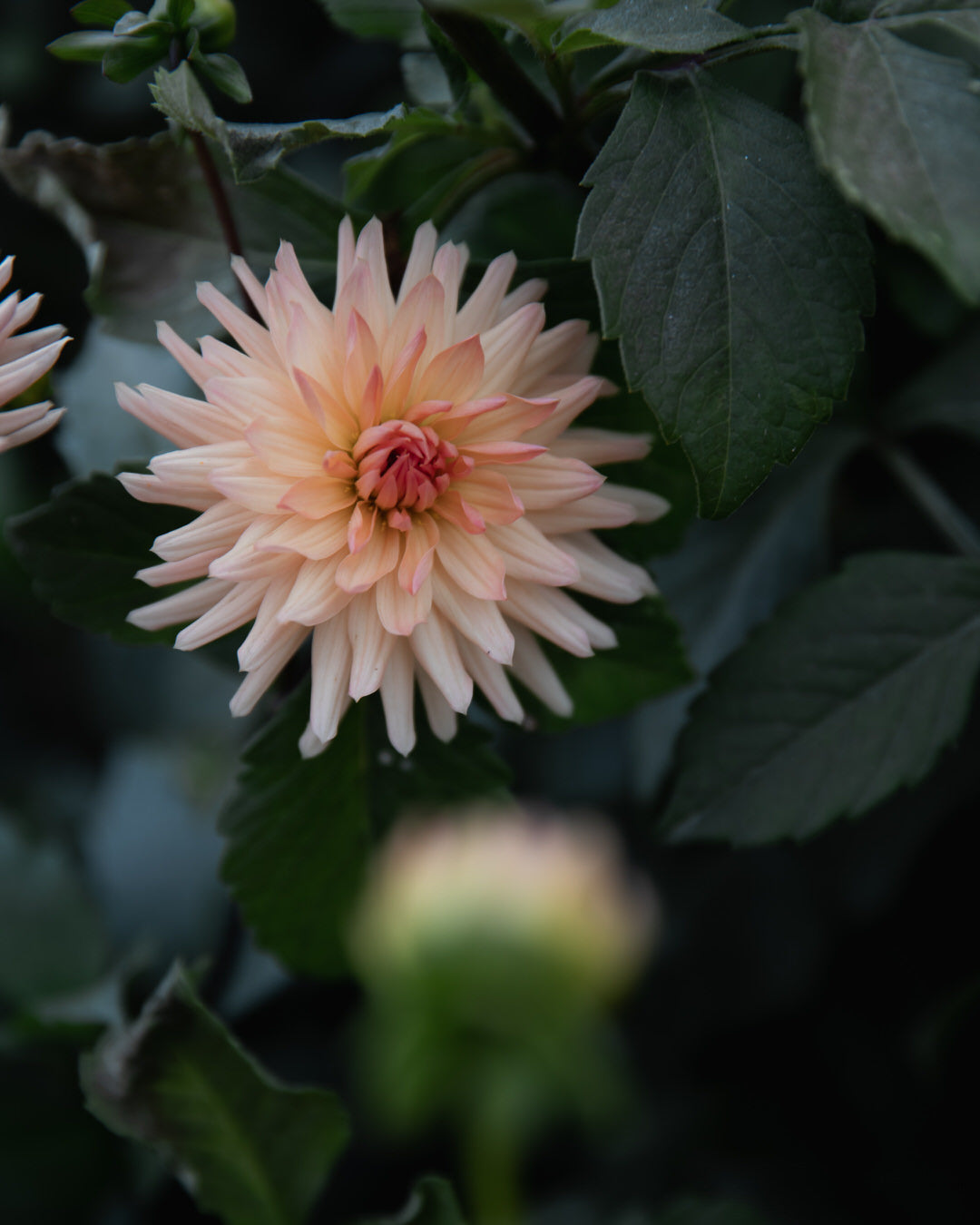 Dahlia Peach Fuzz