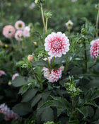 Dahlia Peaches-N-Cream