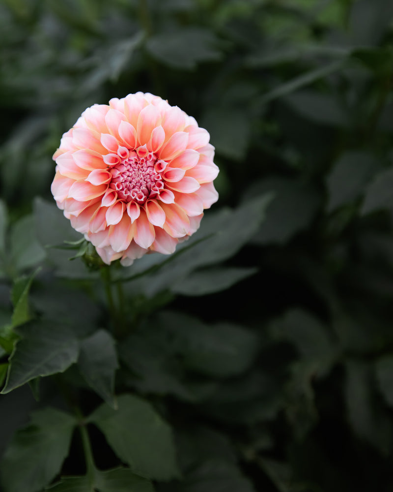 Dahlia Peaches-N-Cream