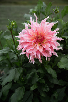 Dahlia Penhill Watermelon Tuber Sale