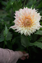 Dahlia Penhill Watermelon Tuber Sale