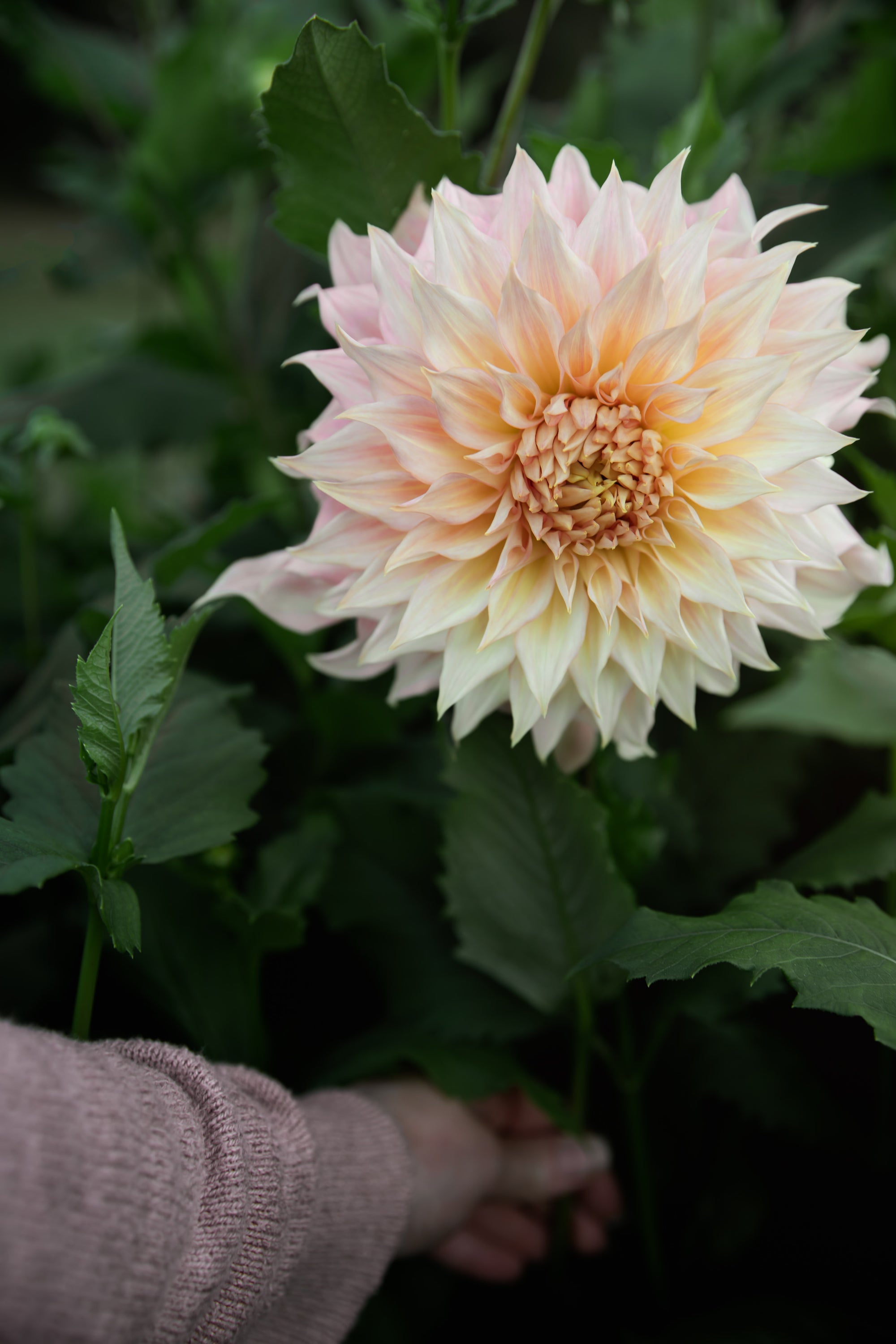 Dahlia Penhill Watermelon Tuber Sale