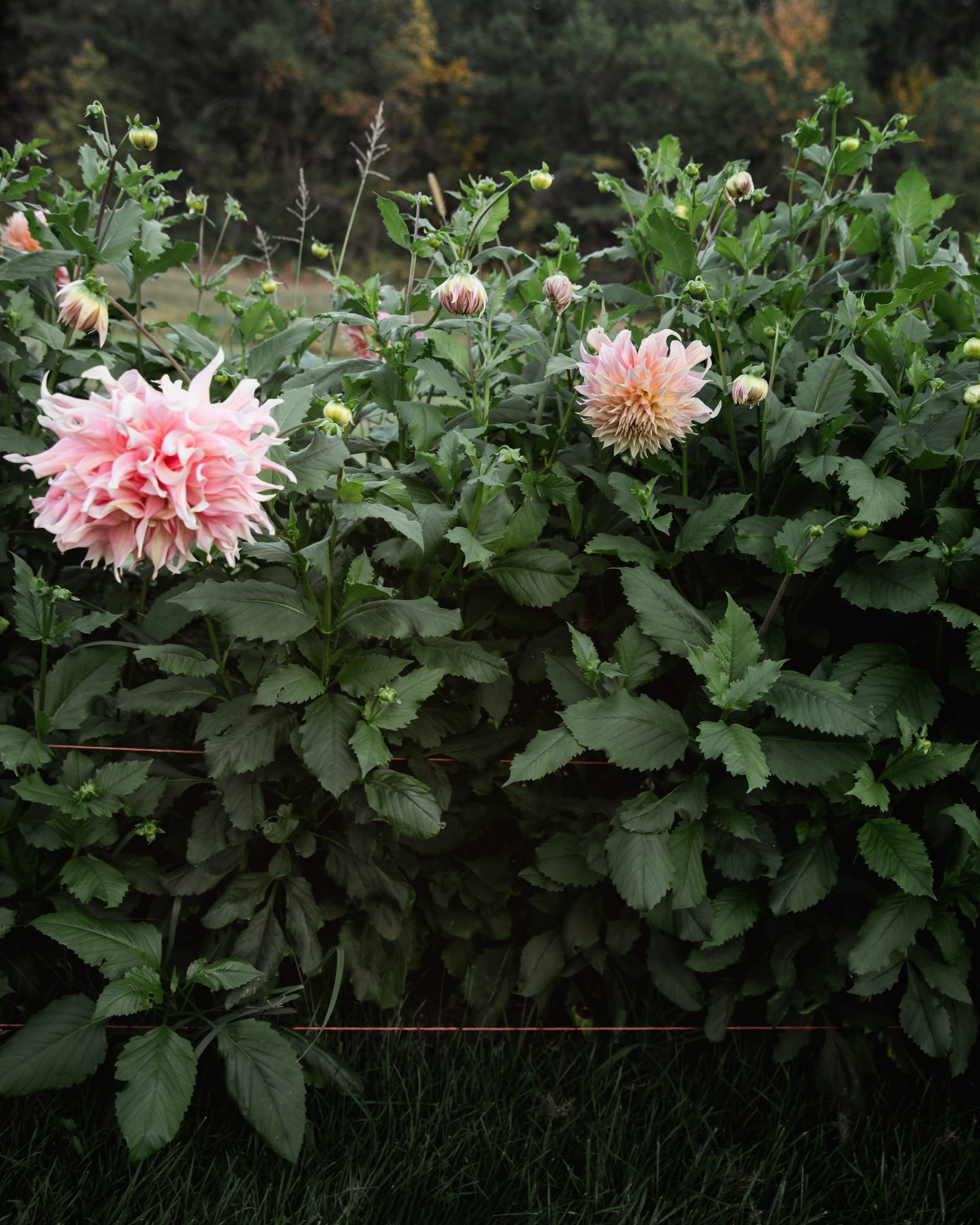 Dahlia Penhill Watermelon Tuber Sale
