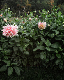 Dahlia Penhill Watermelon Tuber Sale