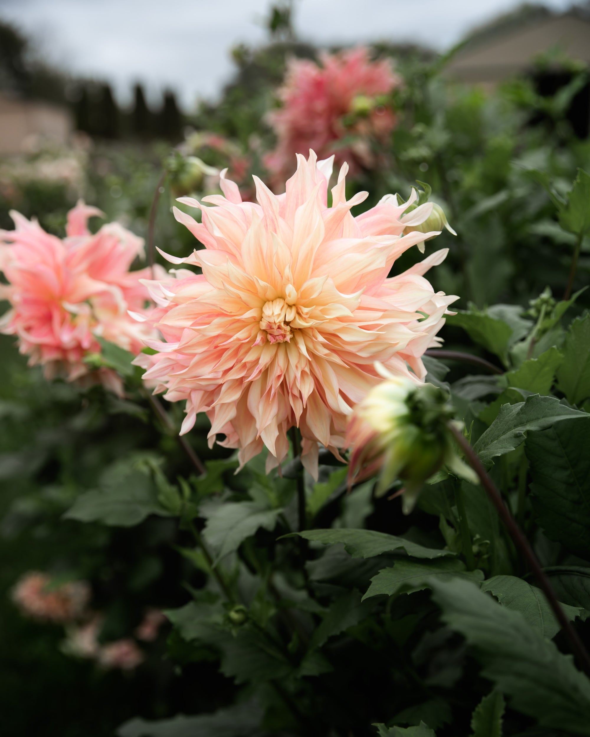 Dahlia Penhill Watermelon Tuber Sale