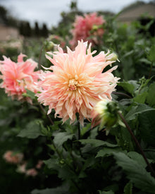 Dahlia Penhill Watermelon Tuber Sale