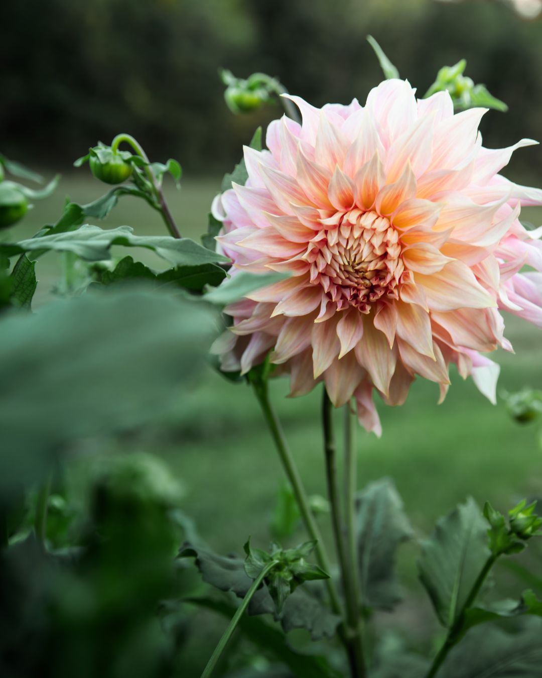 Dahlia Penhill Watermelon Tuber Sale