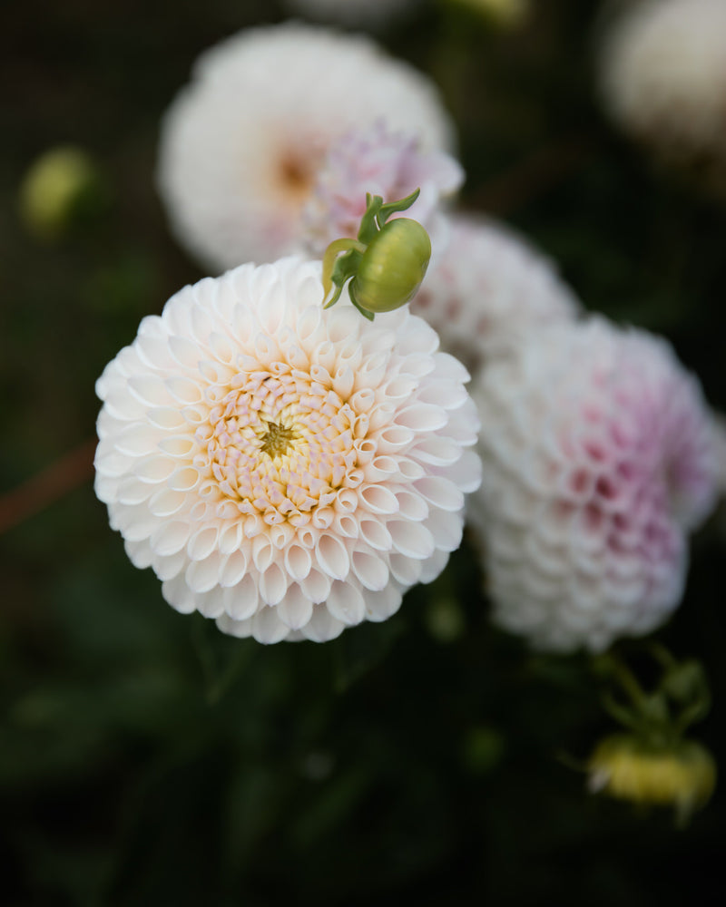 Dahlia Pink Pearl