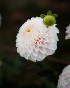 Dahlia Pink Pearl