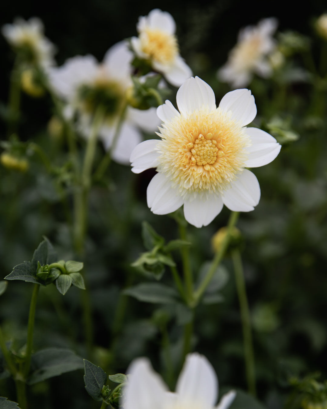 Dahlia Platinum Blonde