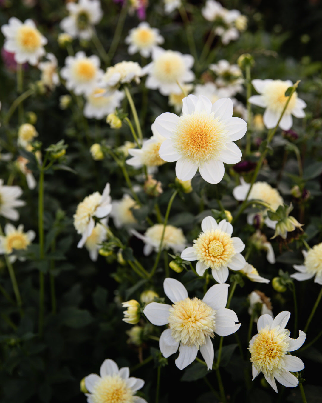 Dahlia Platinum Blonde