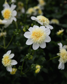 Dahlia Platinum Blonde