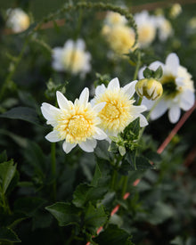 Dahlia Platinum Blonde