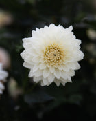 Dahlia Quiet Splendor