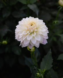 Dahlia Quiet Splendor