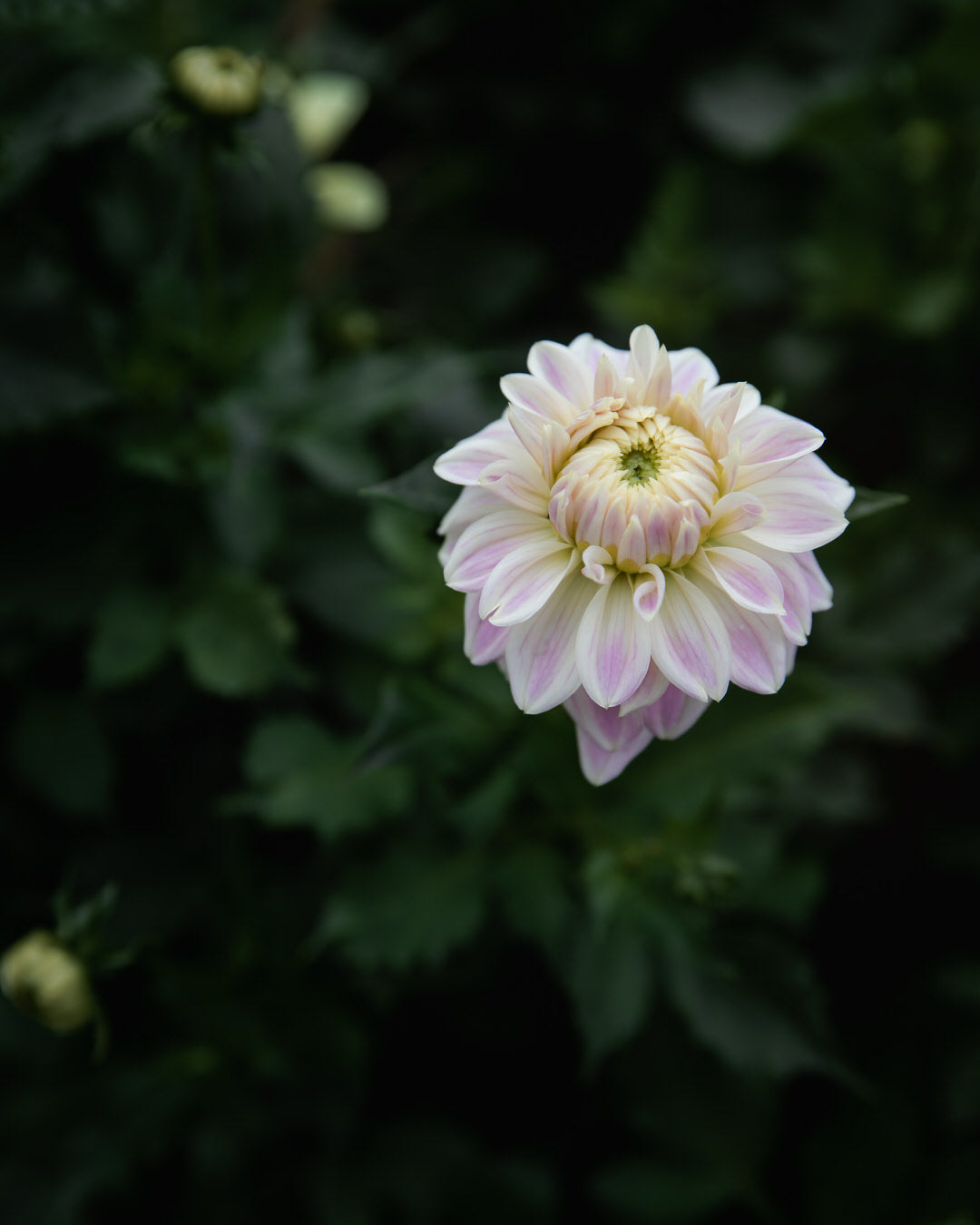 Dahlia Quiet Splendor