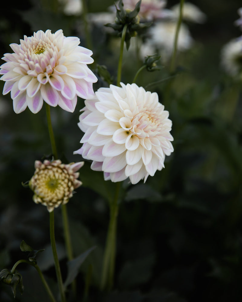 Dahlia Quiet Splendor
