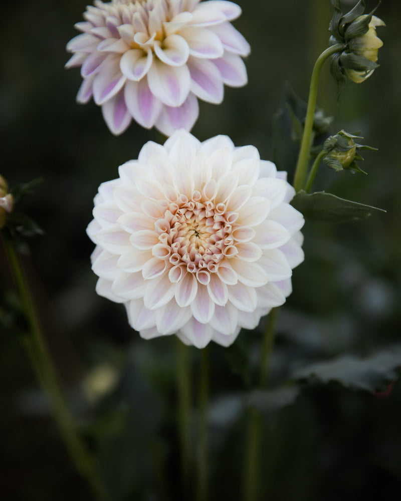 Dahlia Quiet Splendor
