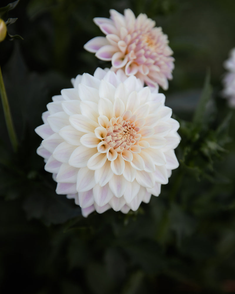 Dahlia Quiet Splendor