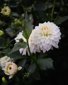 Dahlia Quiet Splendor