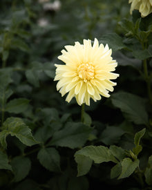 Dahlia River's Alex