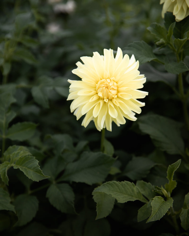 Dahlia River's Alex