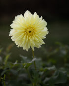 Dahlia River's Alex