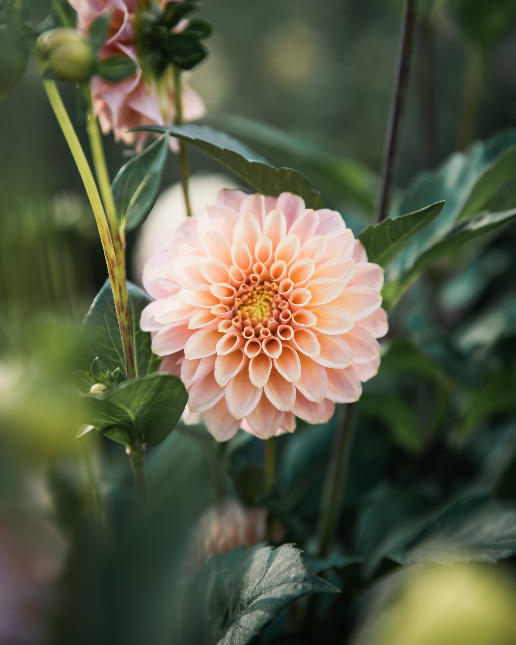 Dahlia Rock Run Ashley Tuber Sale
