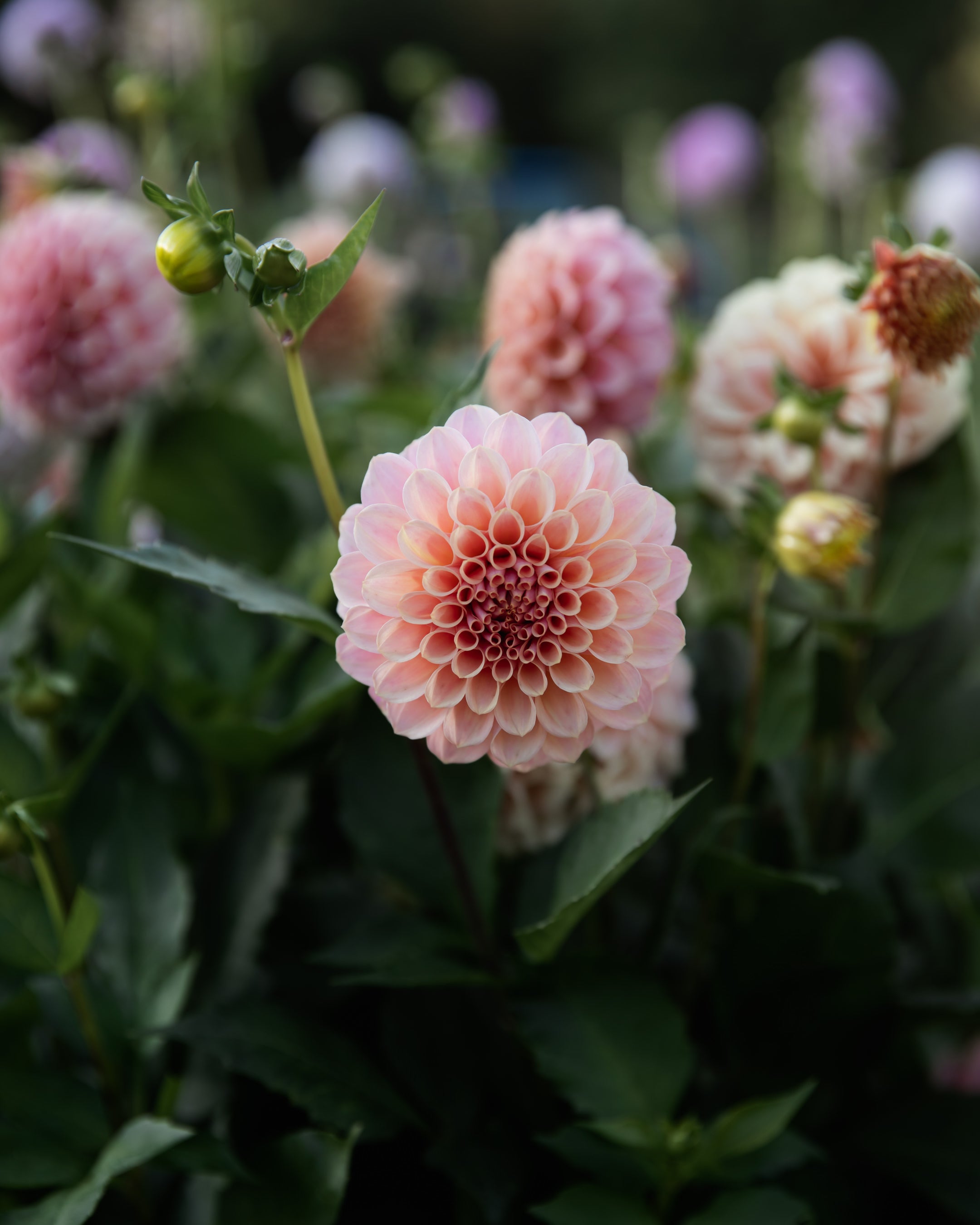 Dahlia Rock Run Ashley Tuber Sale