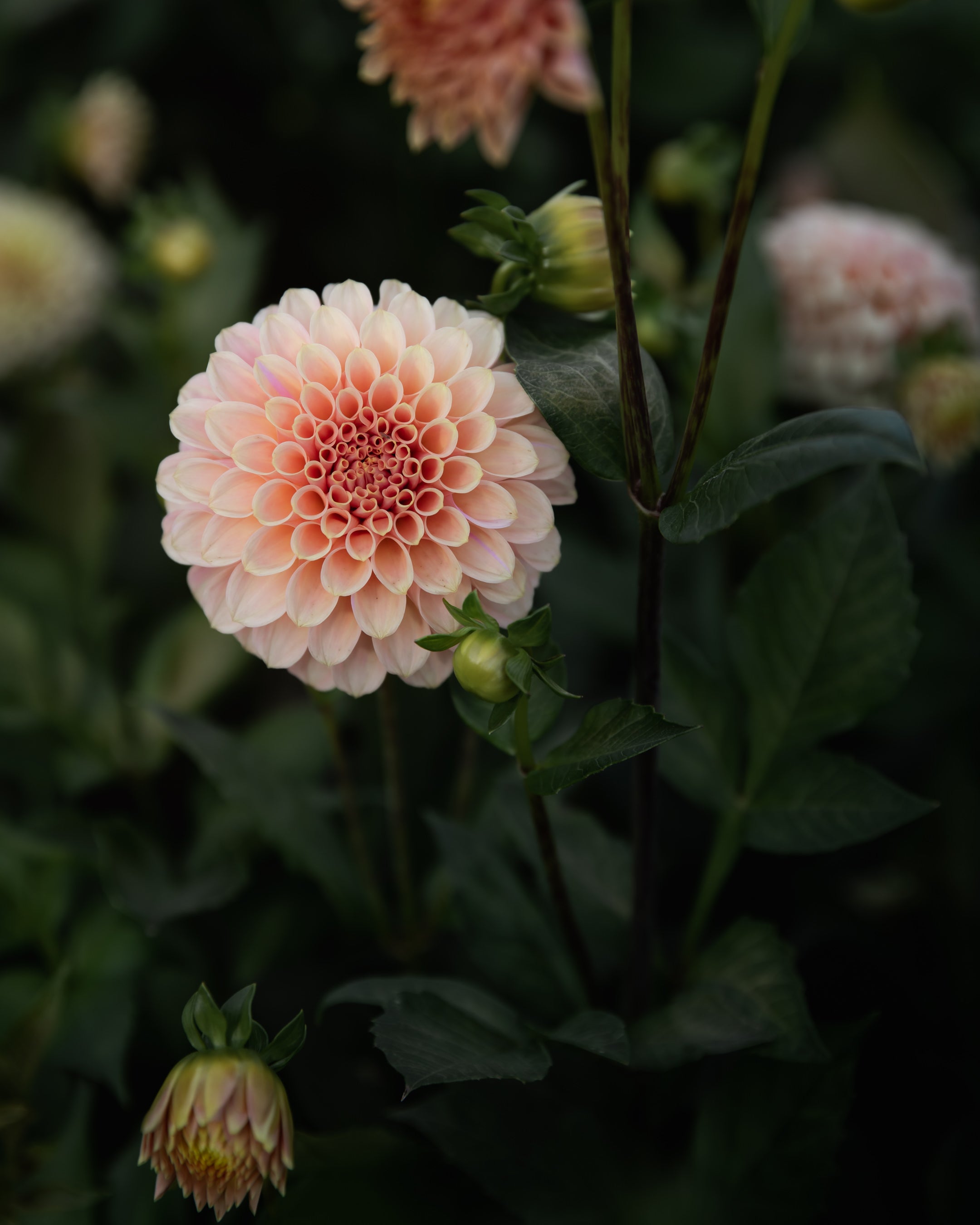 Dahlia Rock Run Ashley Tuber Sale