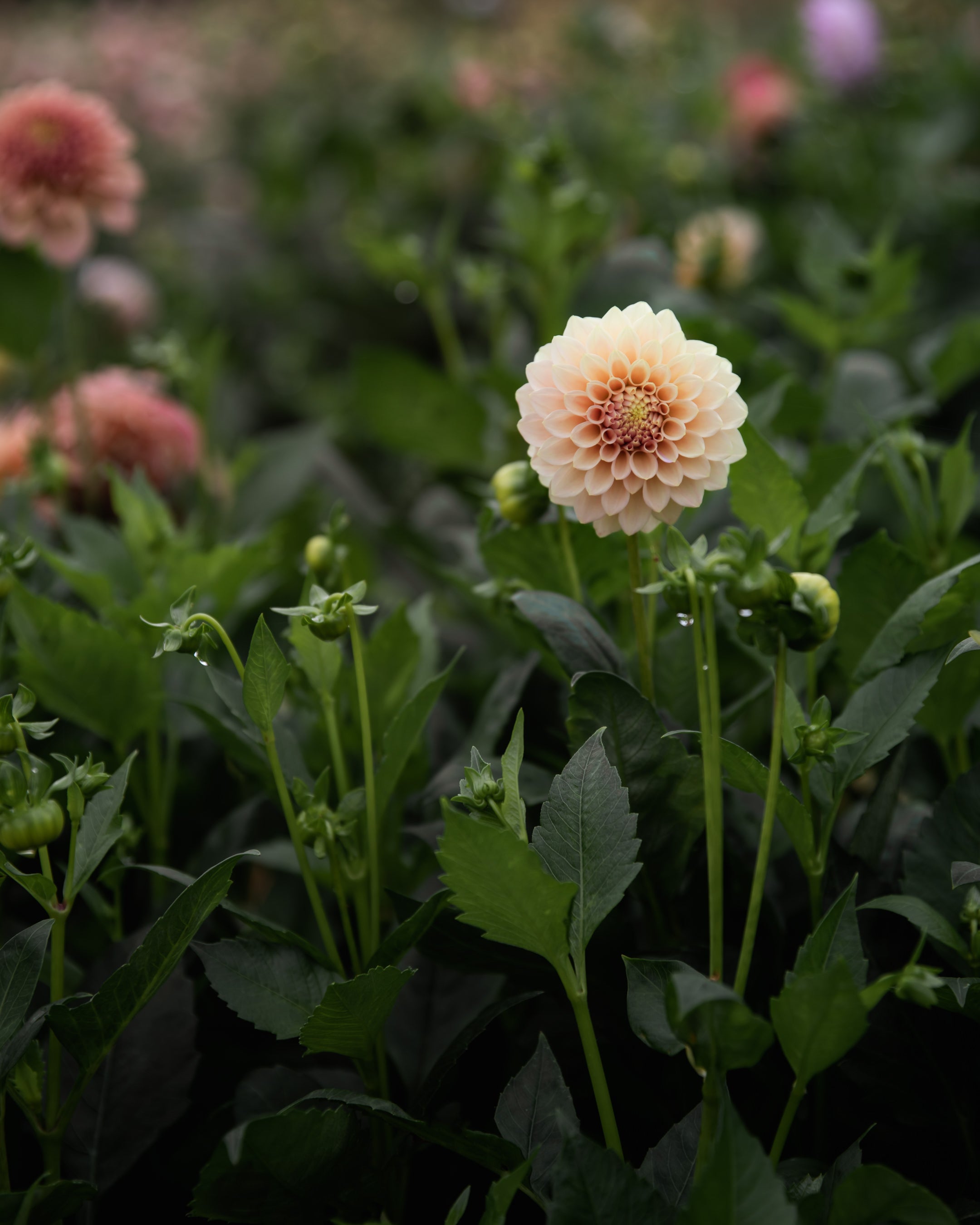 Dahlia Rock Run Ashley Tuber Sale