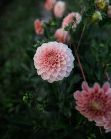 Dahlia Rock Run Ashley