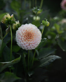 Dahlia Rock Run Ashley Tuber Sale