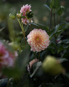 Dahlia Rock Run Ashley Tuber Sale