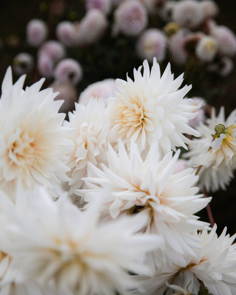 Dahlia Roque Starburst