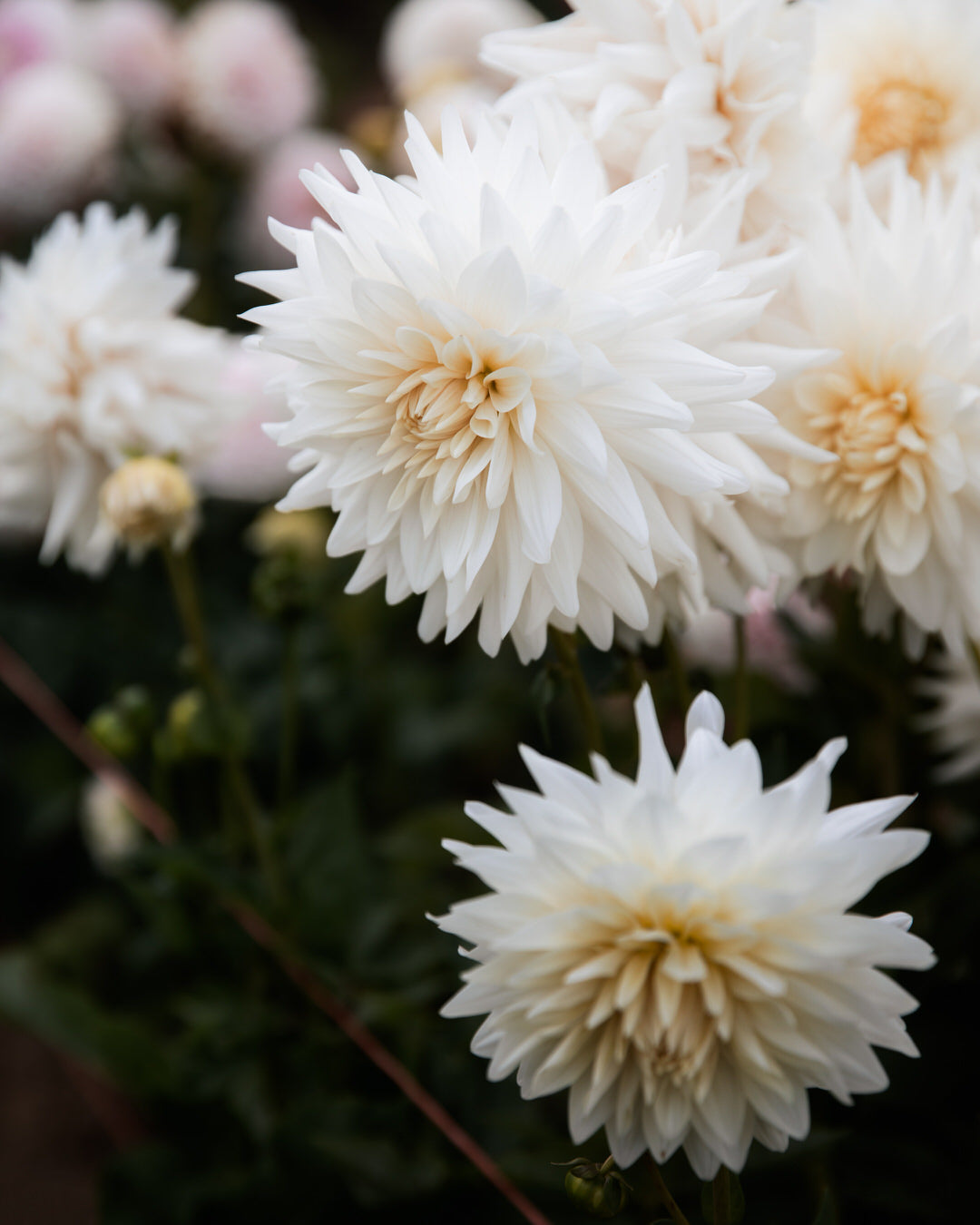 Dahlia Roque Starburst