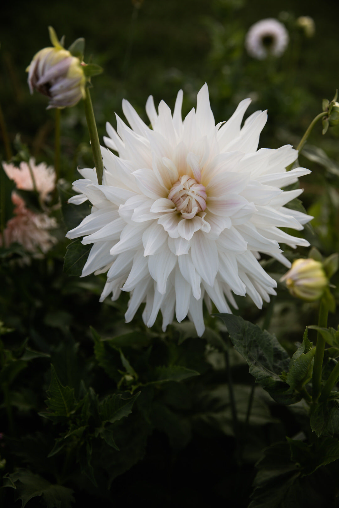 Dahlia Roque Starburst