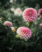 Dahlia Rose Toscano Tuber Sale