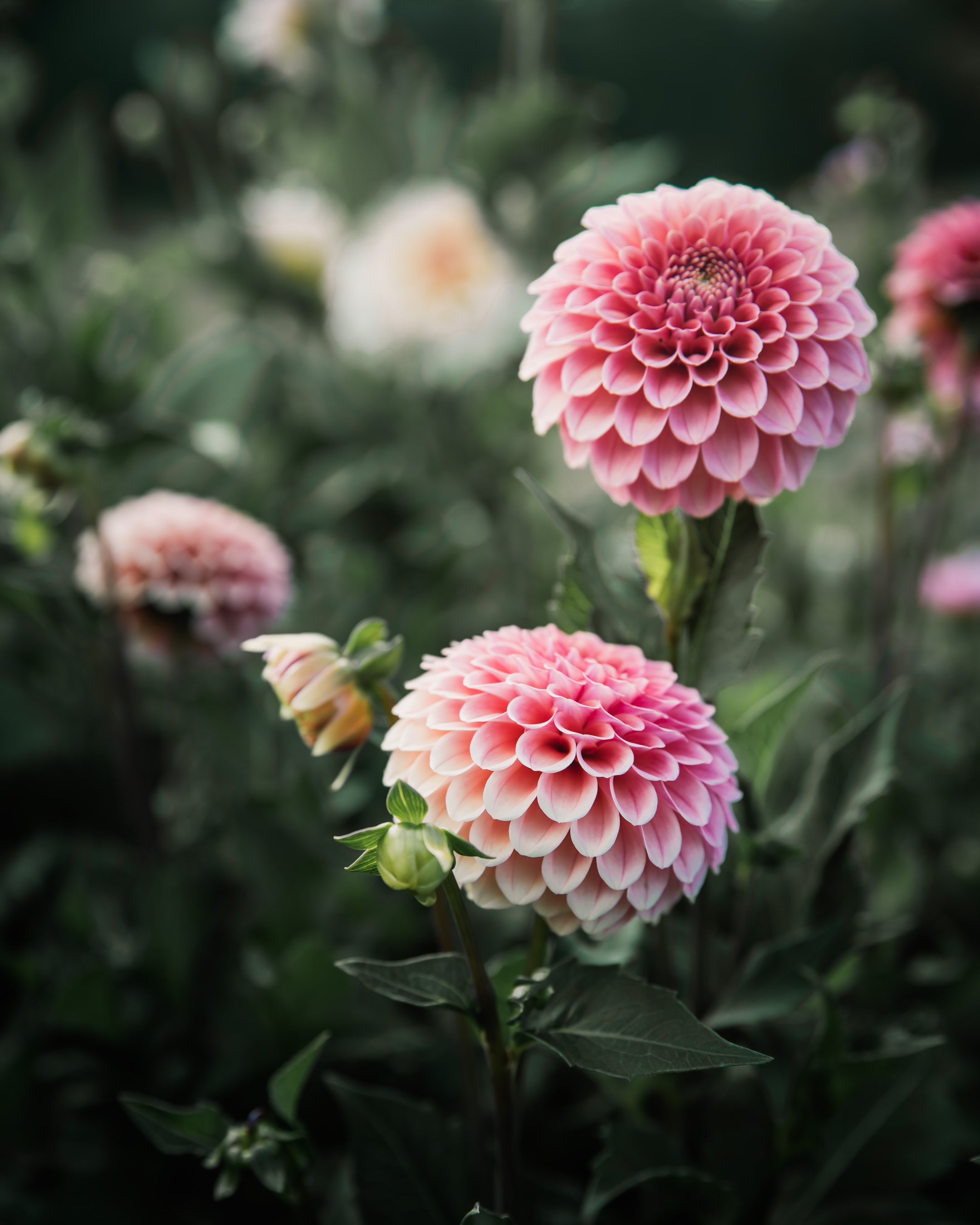 Dahlia Rose Toscano Tuber Sale