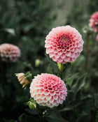 Dahlia Rose Toscano Tuber Sale