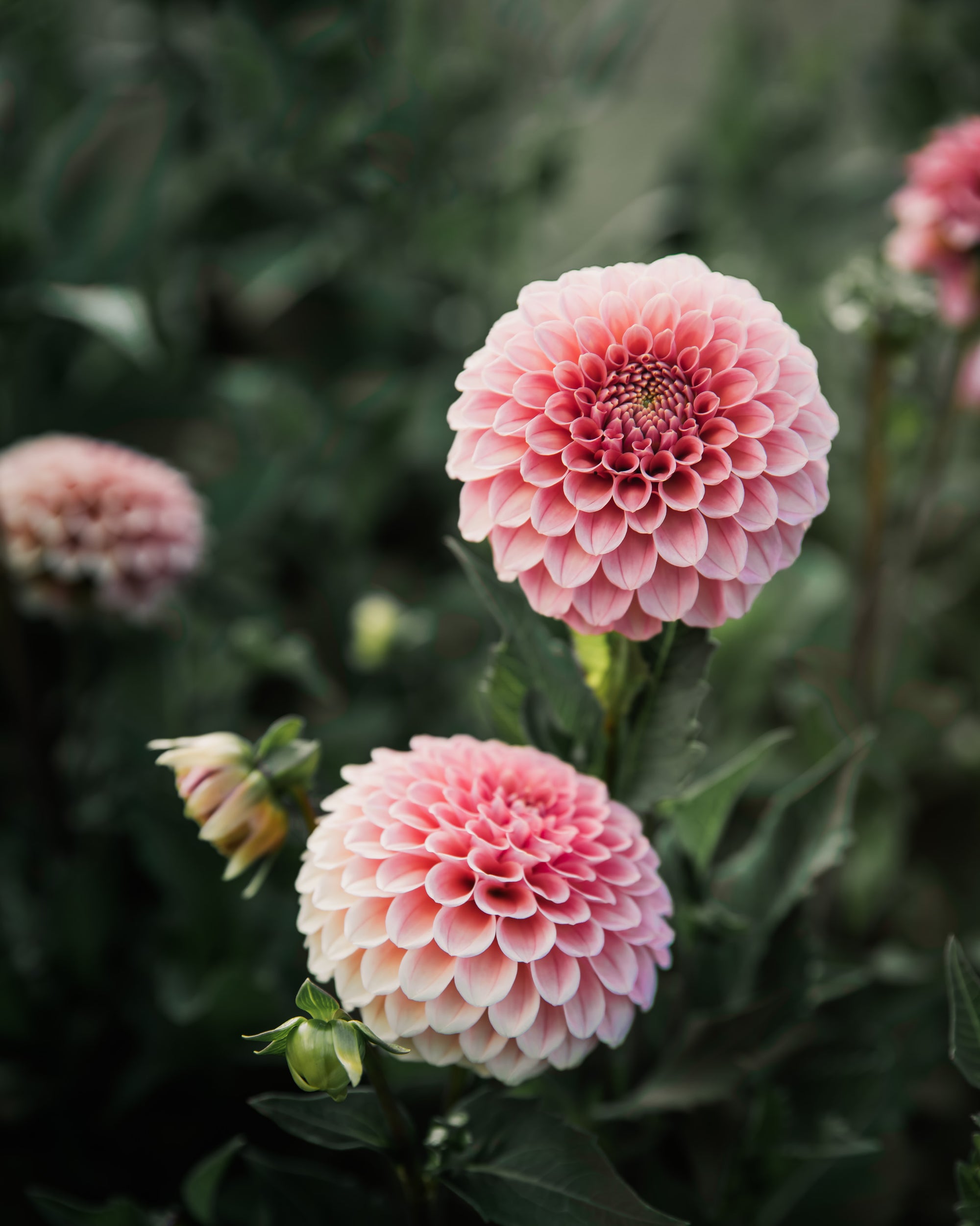 Dahlia Rose Toscano Tuber Sale