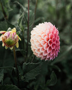 Dahlia Rose Toscano Tuber Sale