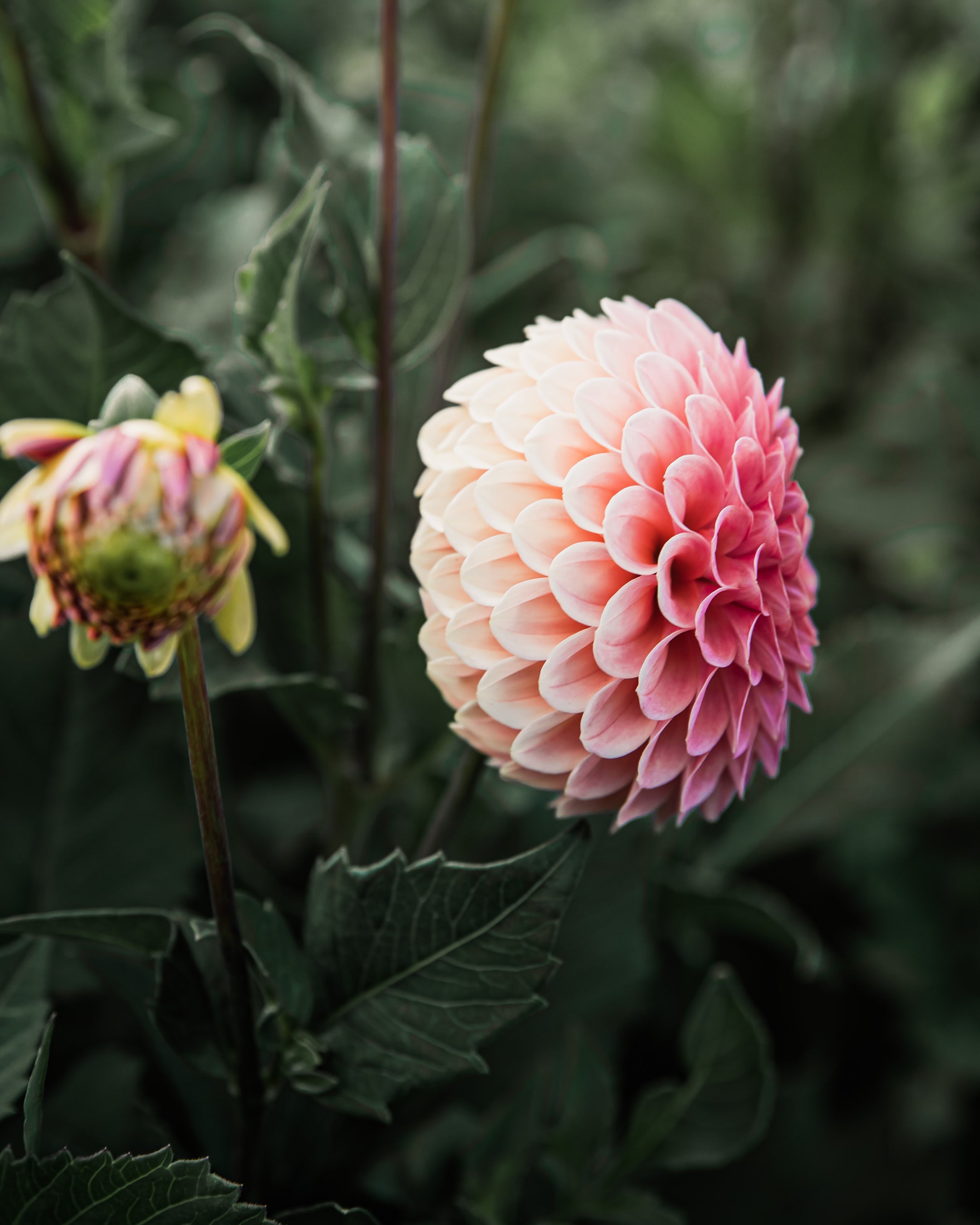 Dahlia Rose Toscano Tuber Sale