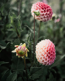 Dahlia Rose Toscano Tuber Sale