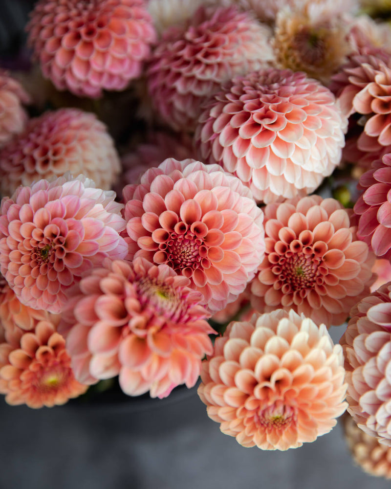 Dahlia Rose Toscano Tuber Sale