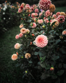Dahlia Rose Toscano Tuber Sale